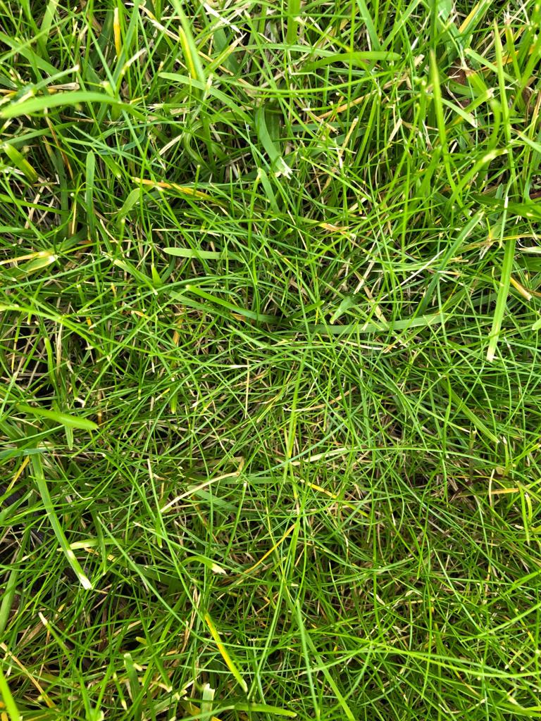 Summer Lawn Care