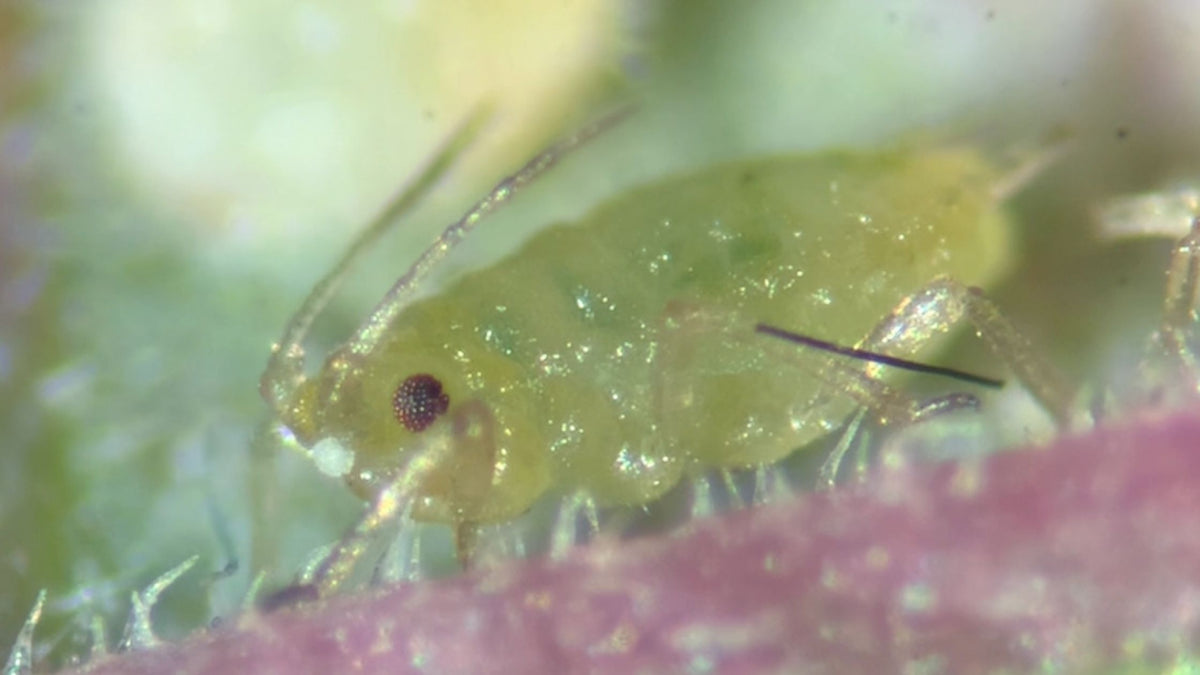 Take back control of your plants from aphids with the tactical use of biologicals