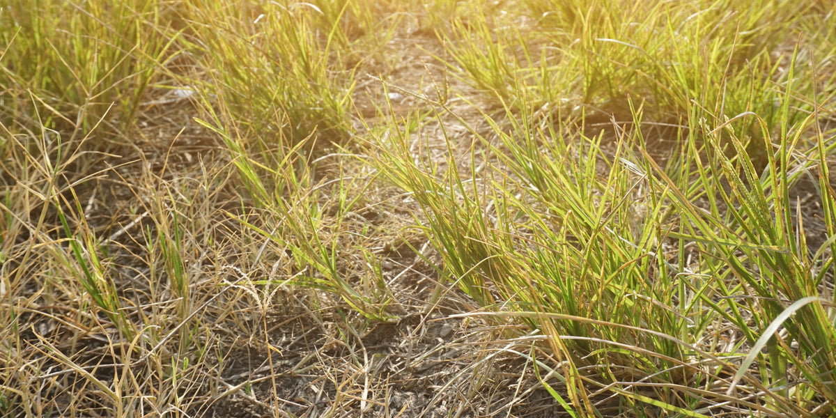 Heatwave gardening: keeping your garden hydrated during dry weather
