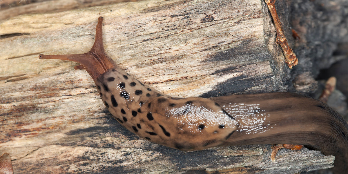 Which slugs are good for the garden?