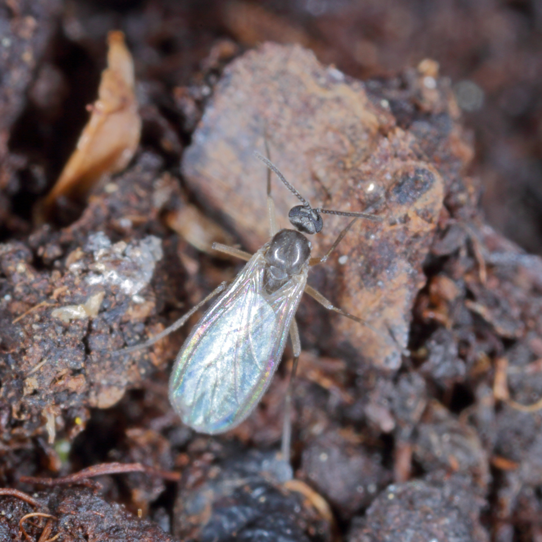 How to spot and control common houseplant pests
