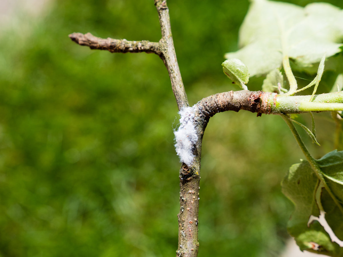 Have you spotted this pest on your apple trees?