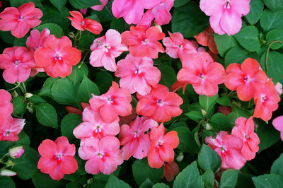 SB Plant Invigorator: a pesticide/mildewcide for use on edible and non-edible crops