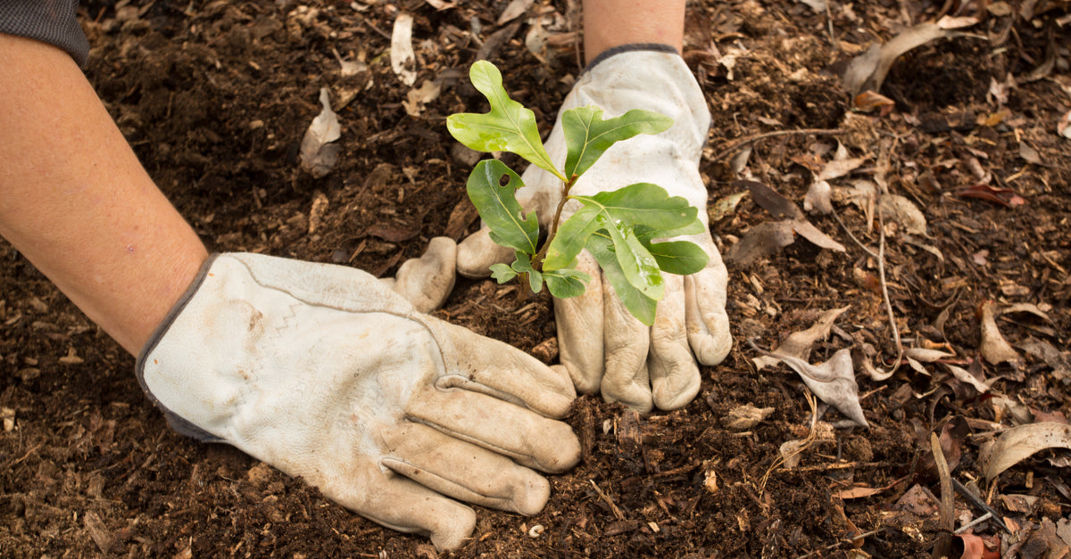 Trees: Getting the best start in life