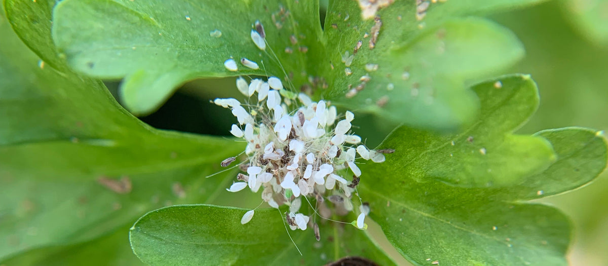 Close-up of a plant with small white flowers and green leaves.