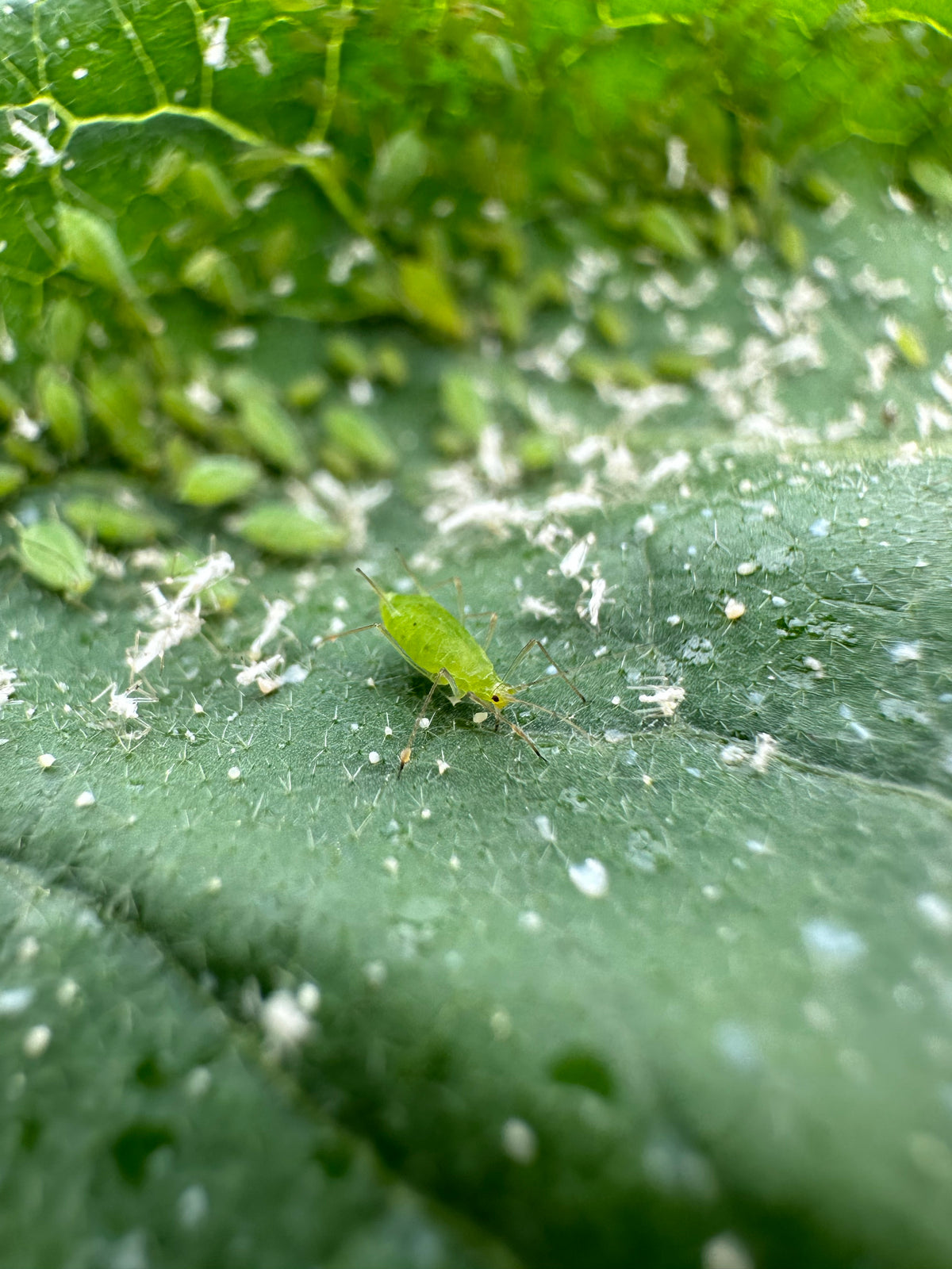 Green aphids on a leaf with a close-up view