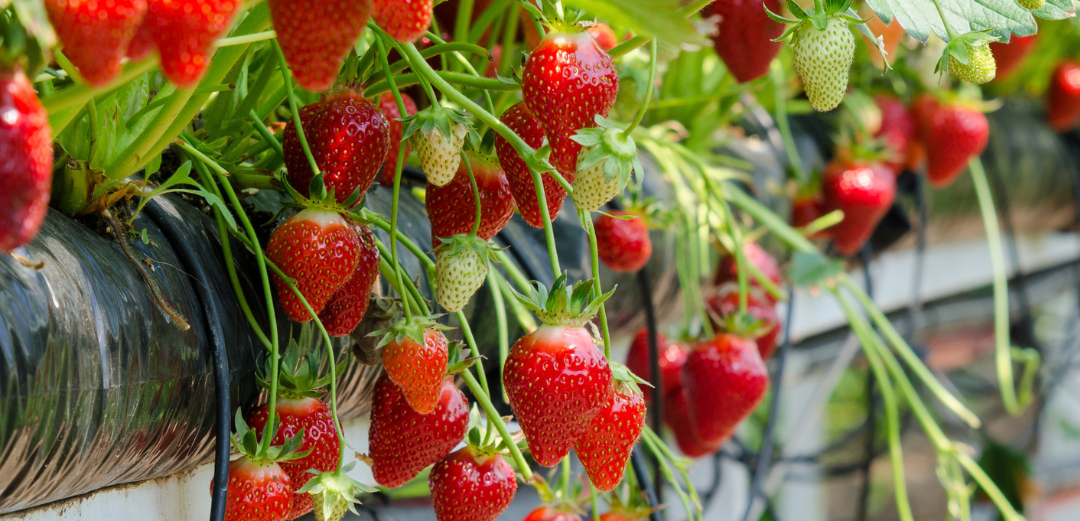 Ripe strawberries growing on a vine with a blurred background