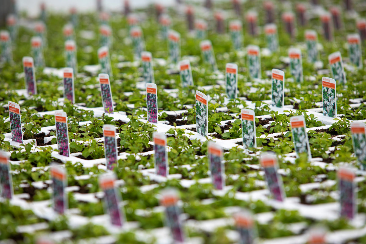 AQ10® New Biopesticide for the control of powdery mildew