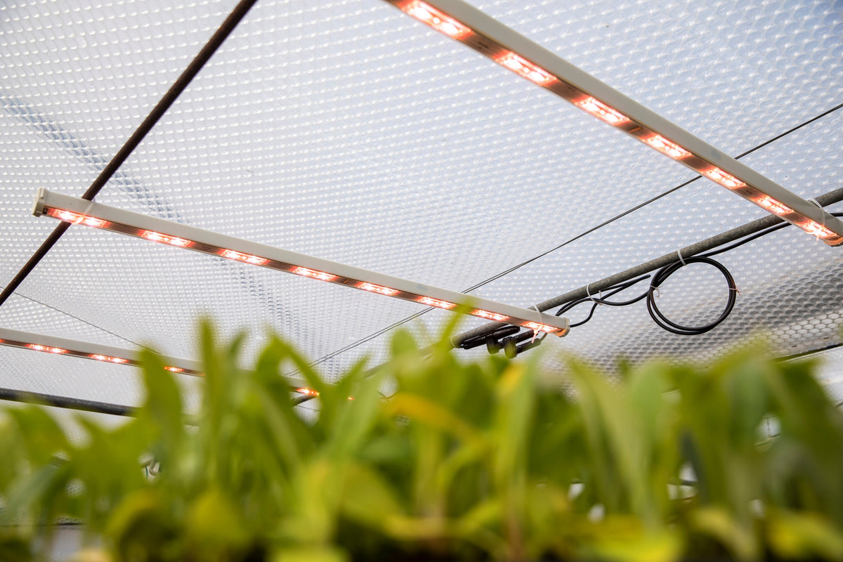 Signify Lighting: horticultural LED technologies 