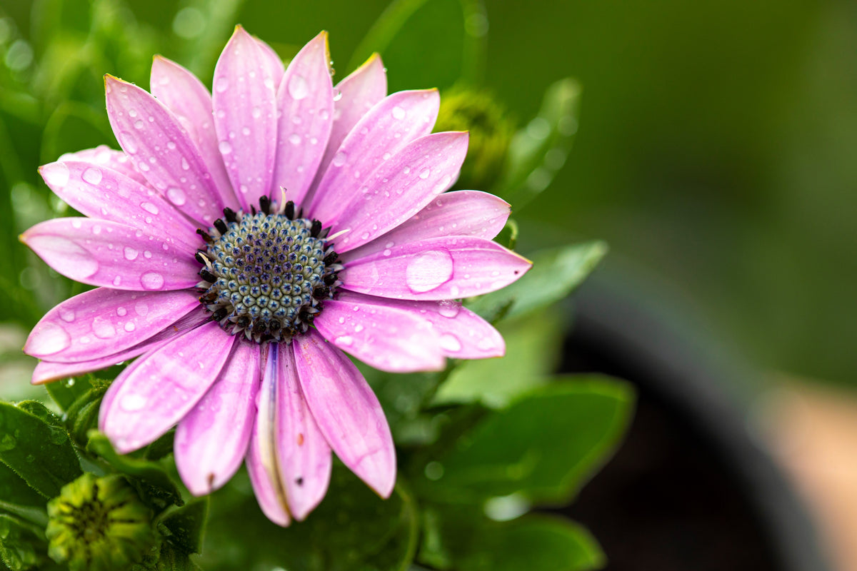 Romeo: the key to controlling foliar fungal diseases