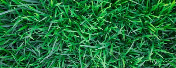 Get Greener Grass with DCM Xtra-Mix 1 | Fargro Home & Garden
