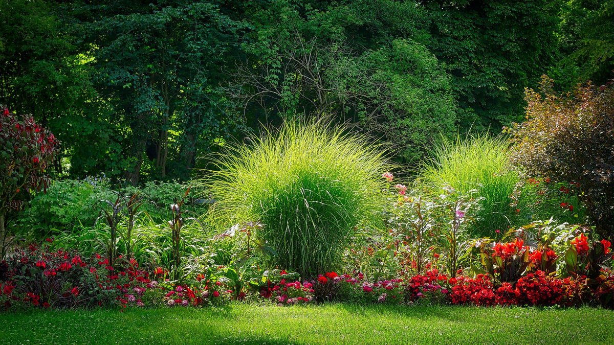 What to grow in a west-facing garden