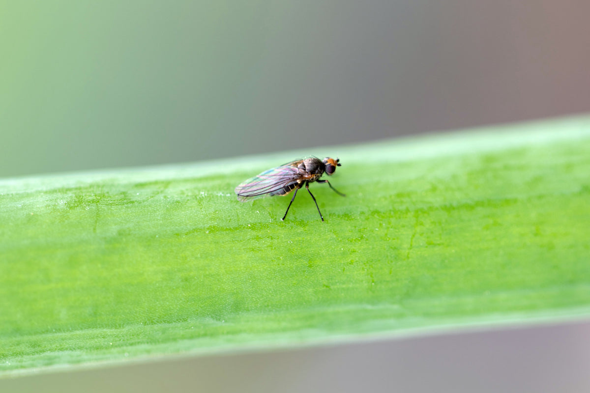 Protect your alliums from the allium leaf miner fly