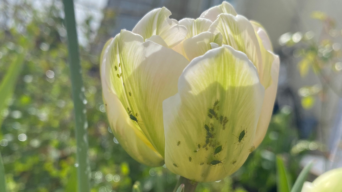 How to use natural pest controls
