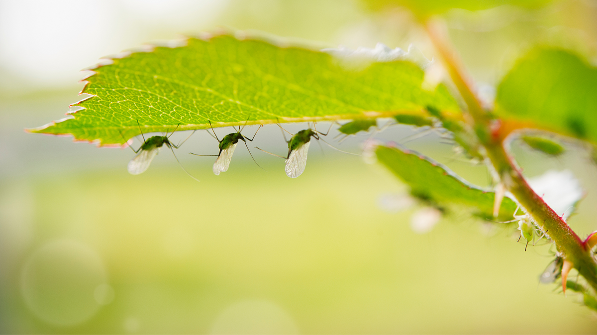 March Bug of the Month: Aphids