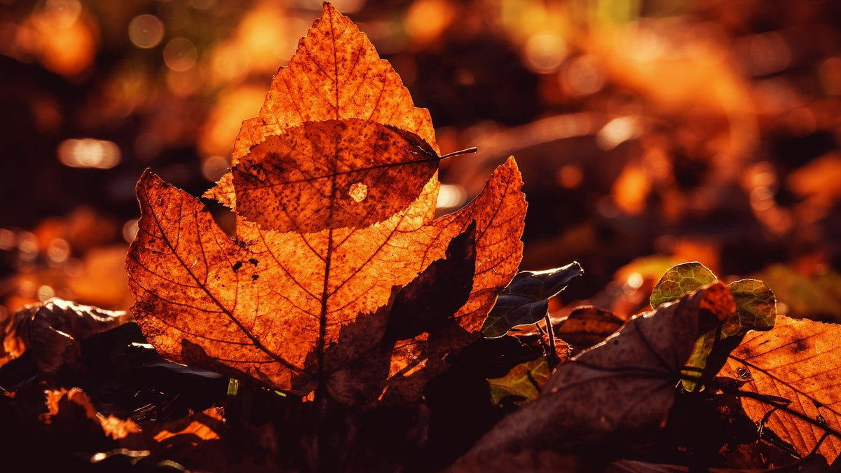 Autumn Gardening Guide