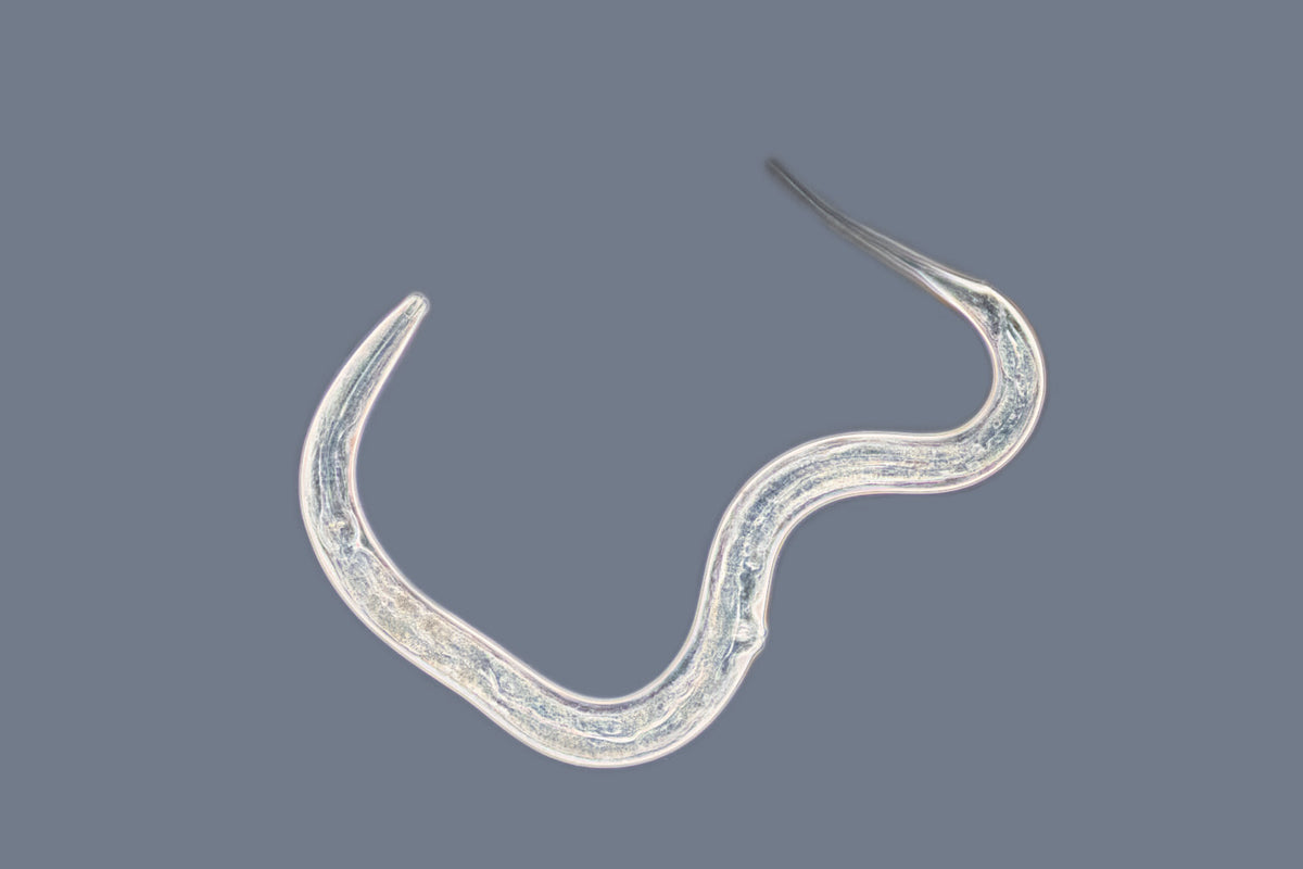 Prevent slug damage with our new nematode product - Exhibitline Ph