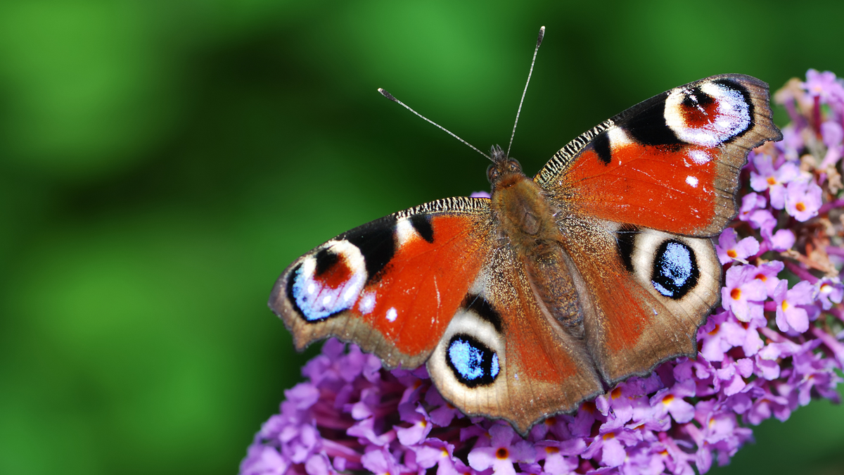 Butterflies in Winter: How Britain’s Native Species Survive the Cold