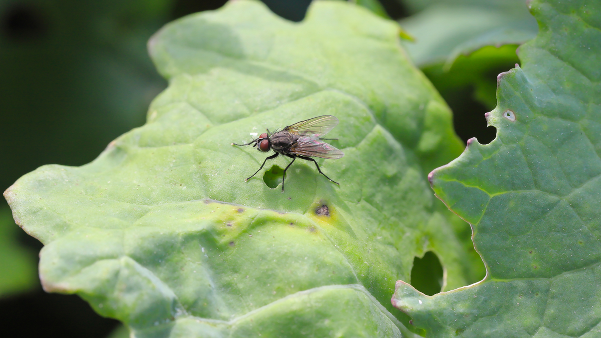 Protecting your plants against cabbage root fly