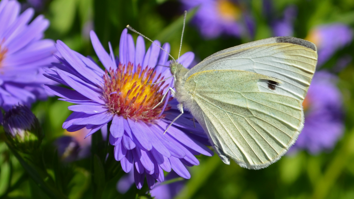 Keep your brassicas safe from cabbage white butterlies
