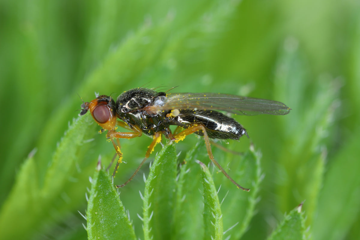 The Stealthy Siege of Carrot Root Flies on Garden Crops