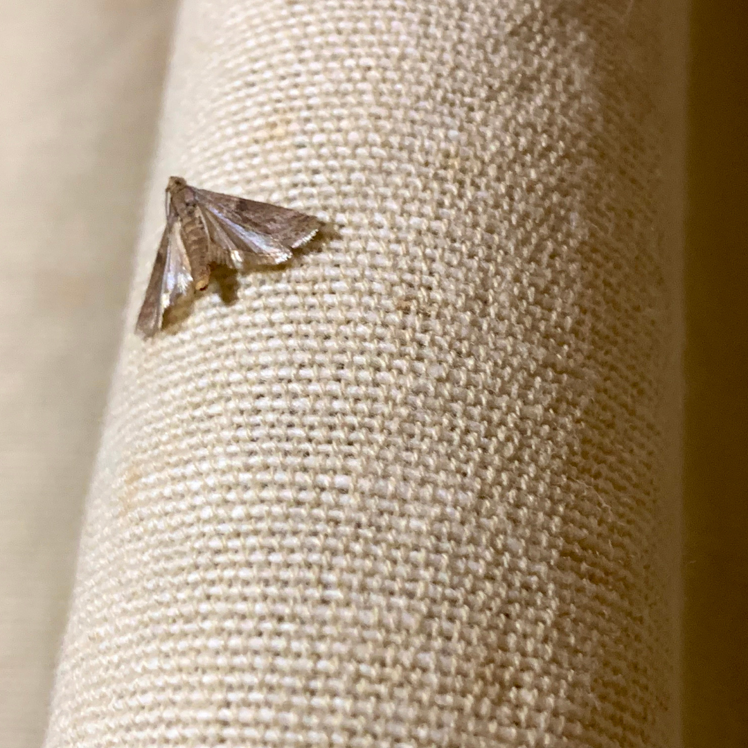 Have you spotted this pest in your home?