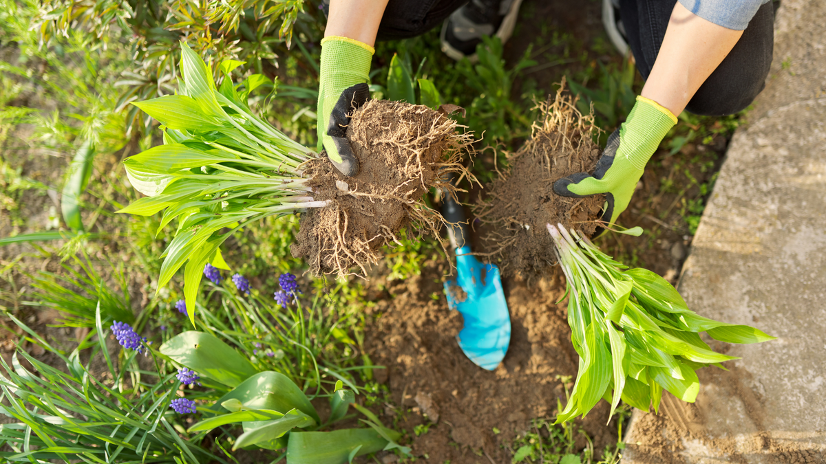 How to lift and divide plants this season