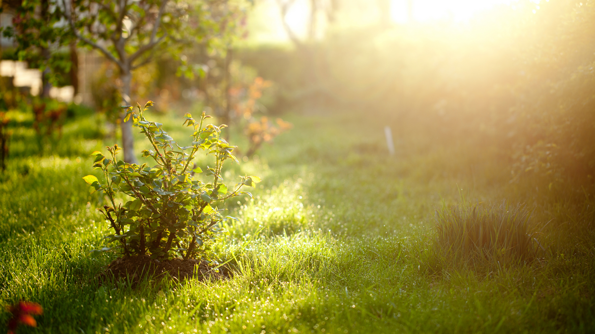 What to grow in an east facing garden