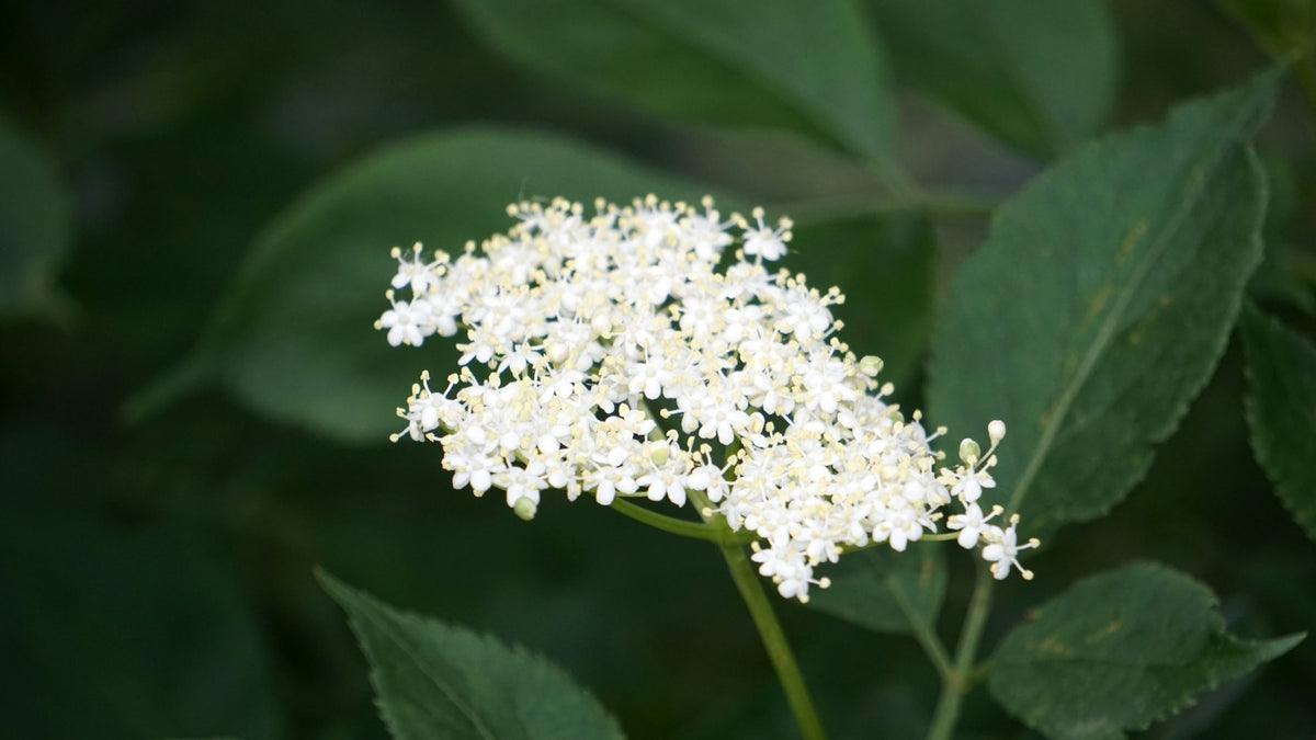 Native plants to grow in your garden