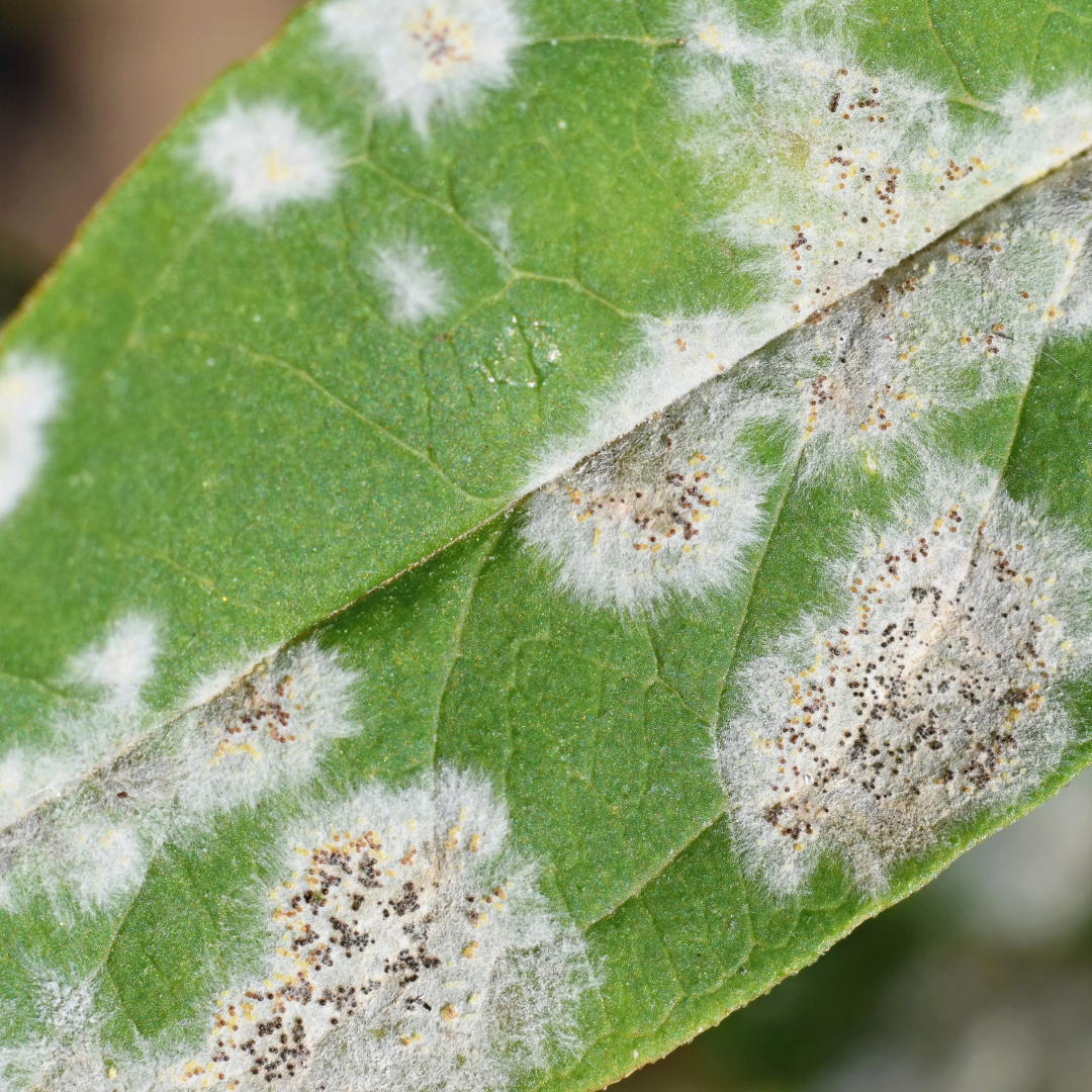 Embracing sustainable pest management with SB Plant Invigorator