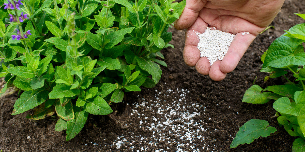 The home gardeners guide to DCM fertilisers