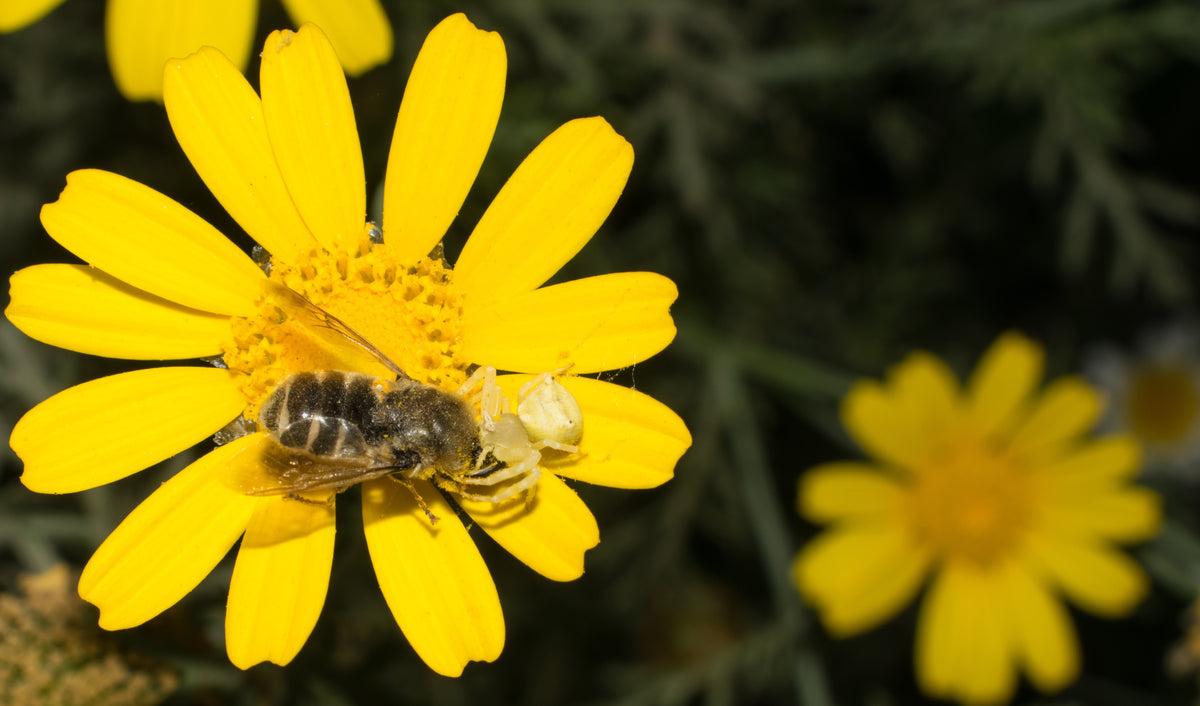 Flower Crab Spiders: Predators of Pollinators Hiding in Plain Sight