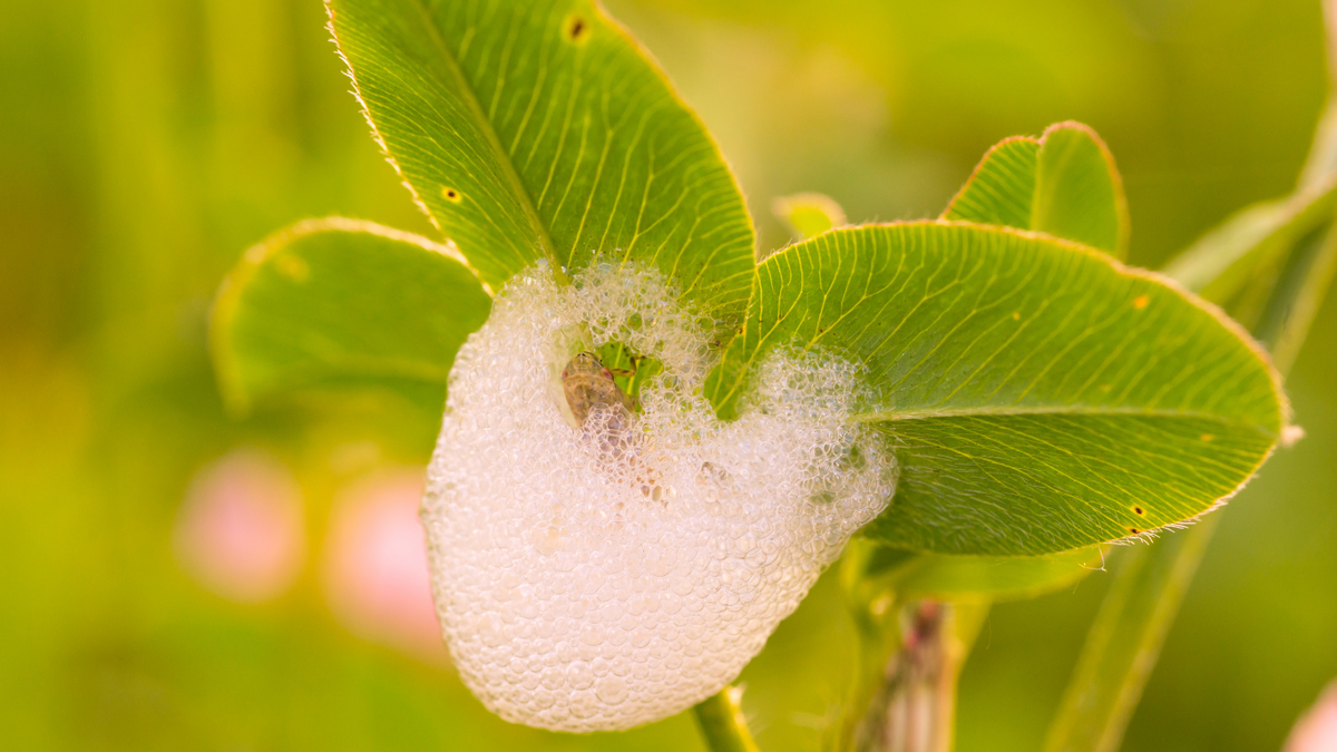 Foam on your plants? It’s probably froghoppers – Here’s what you need to know