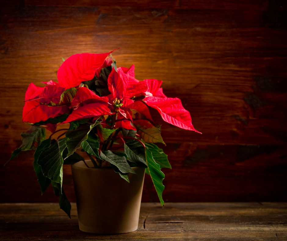 From the greenhouse to your home, a guide to poinsettias