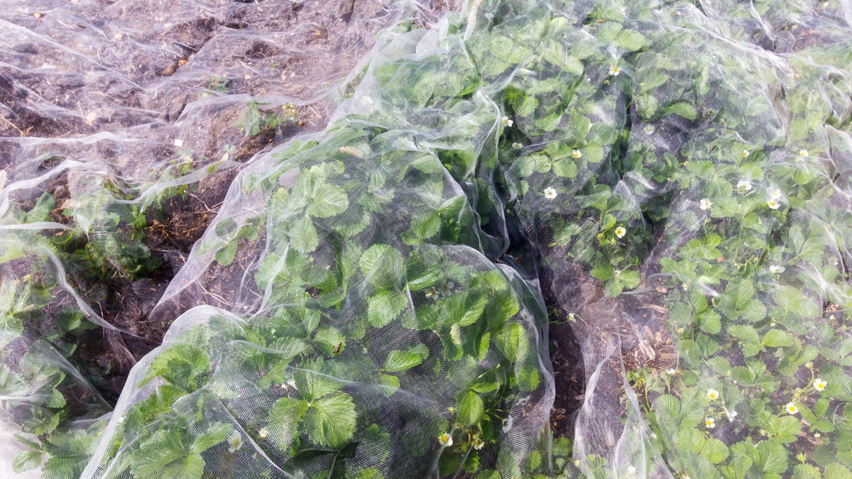 How to apply frost protection fleece