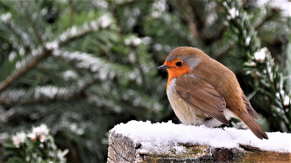 Winter Gardening Guide