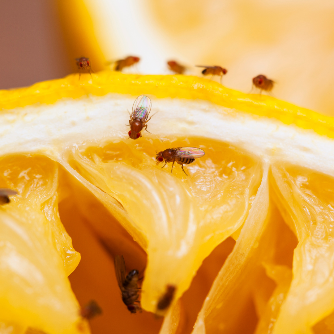 The Fruit Fly: A Familiar Nuisance