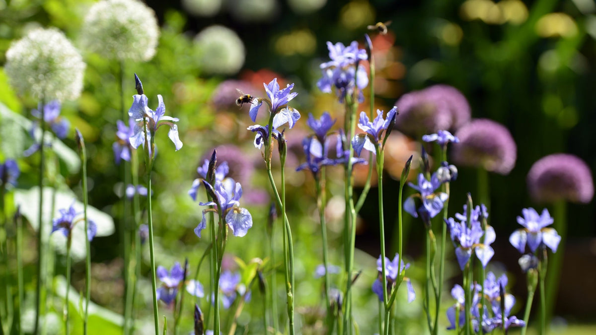 Grow a greener garden with PlantGrow