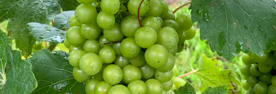 Disease control programme for wine grapes