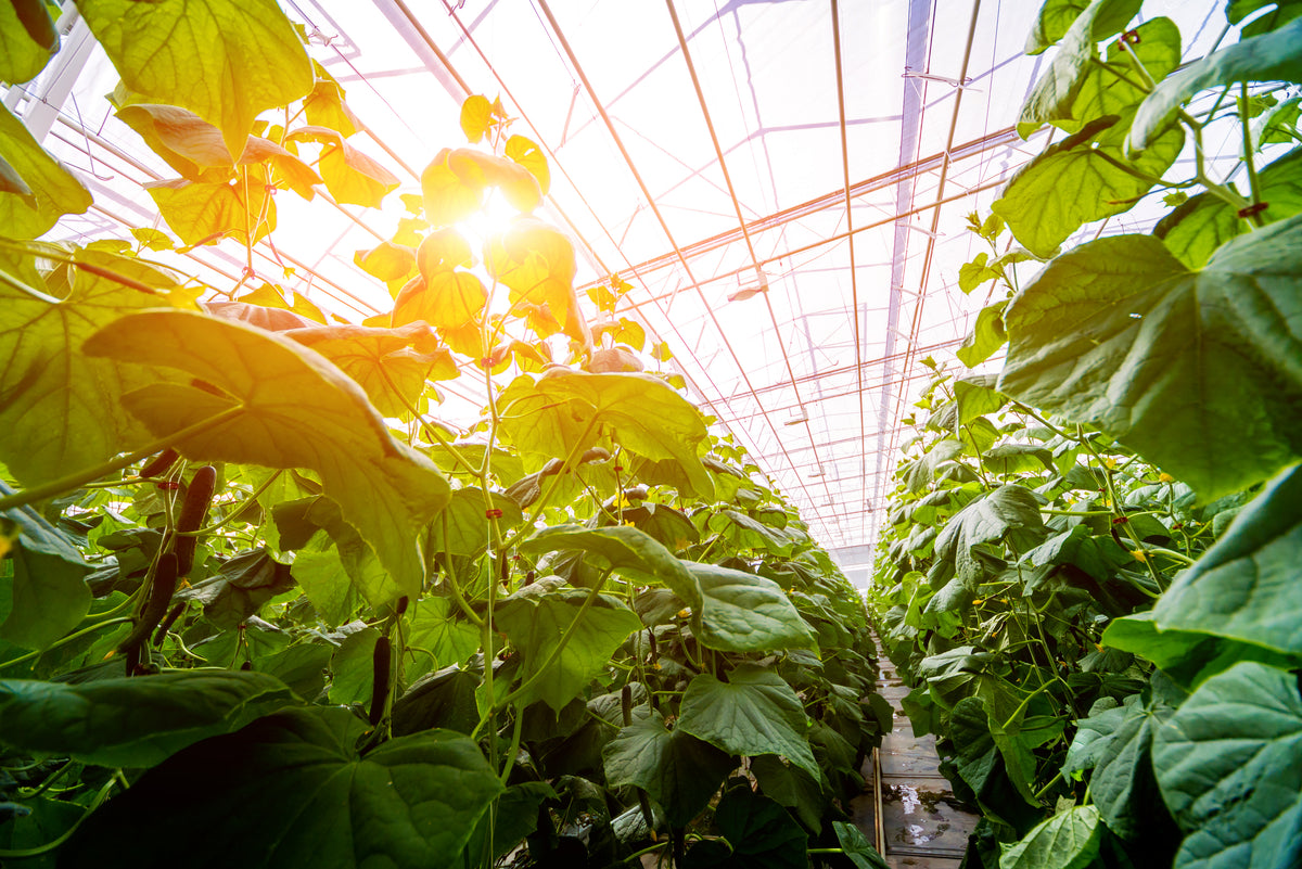 Fargro are the official partners of Ridder for the UK