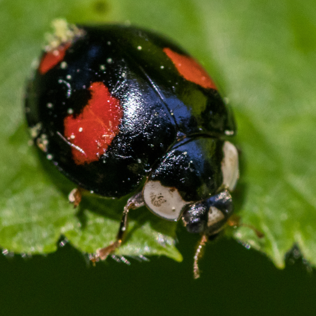 The Harlequin Ladybird - friend or foe?