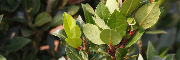 Have you spotted this pest on your bay trees?