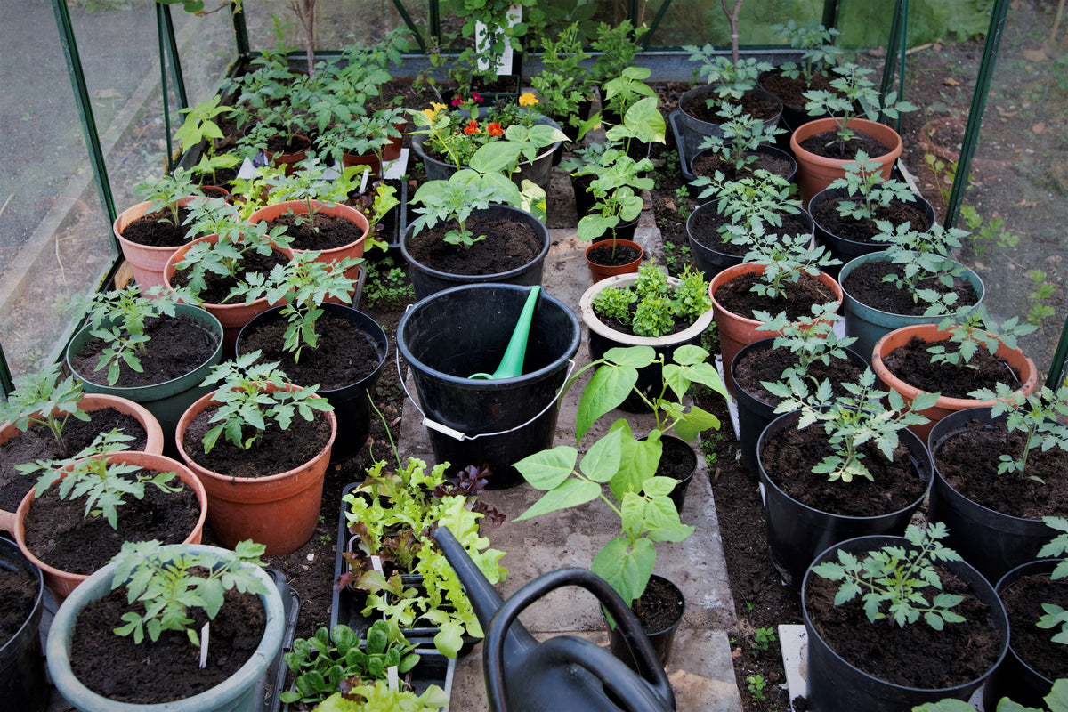 How to choose the right pot for your plants
