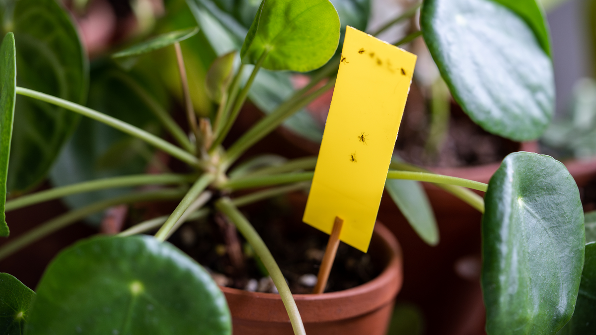 How to control sciarid flies in peat-free compost