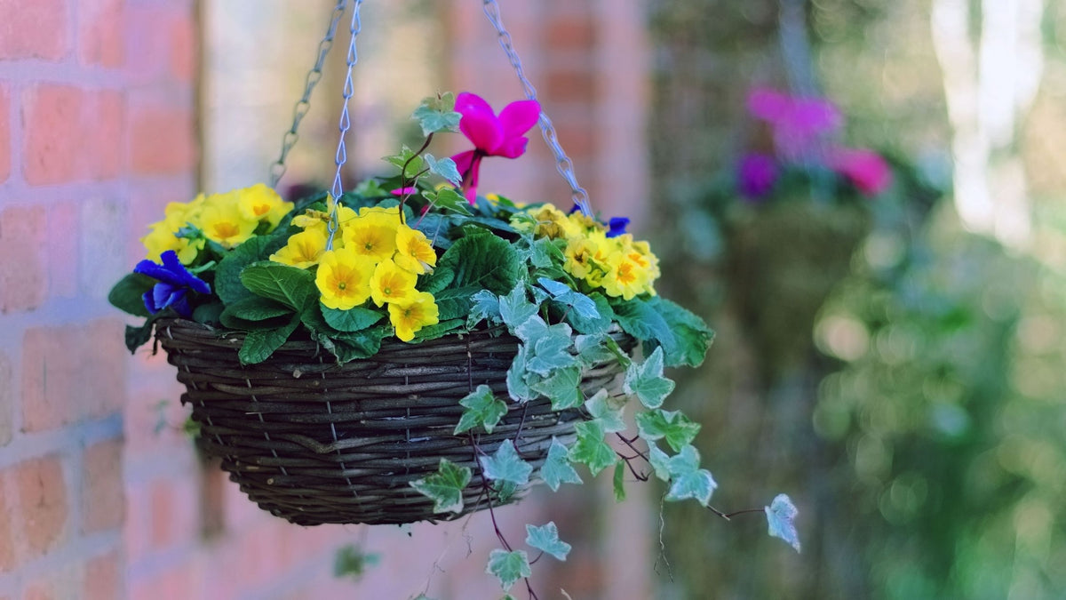 How to plant a hanging basket