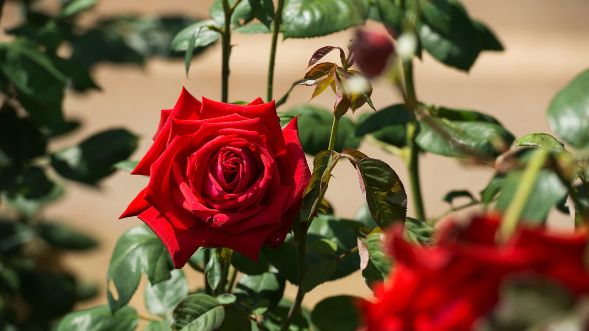 How to grow and take care of roses