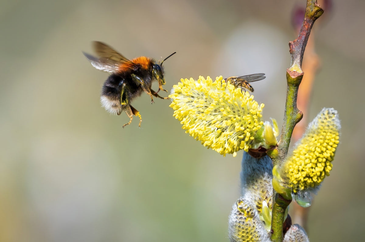 From Threat to Asset: How an Invasive Species Became a Valuable Pollinator