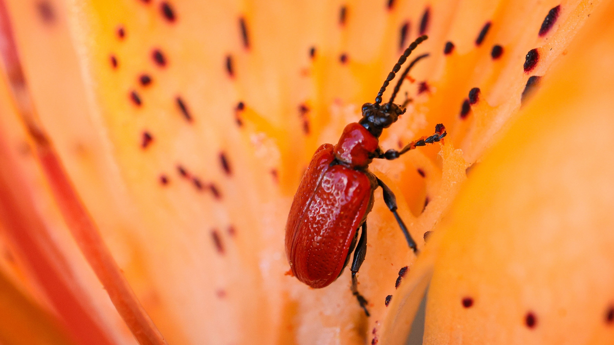 The Lily Beetle: Identification, Impact, and Control