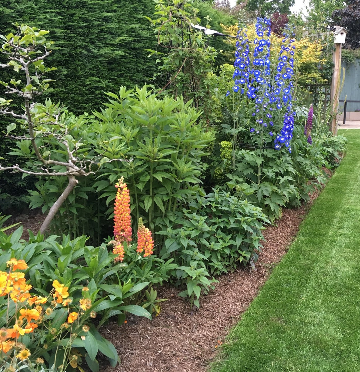 INDUSTRY INSIDERS: Strulch Straw Mulch