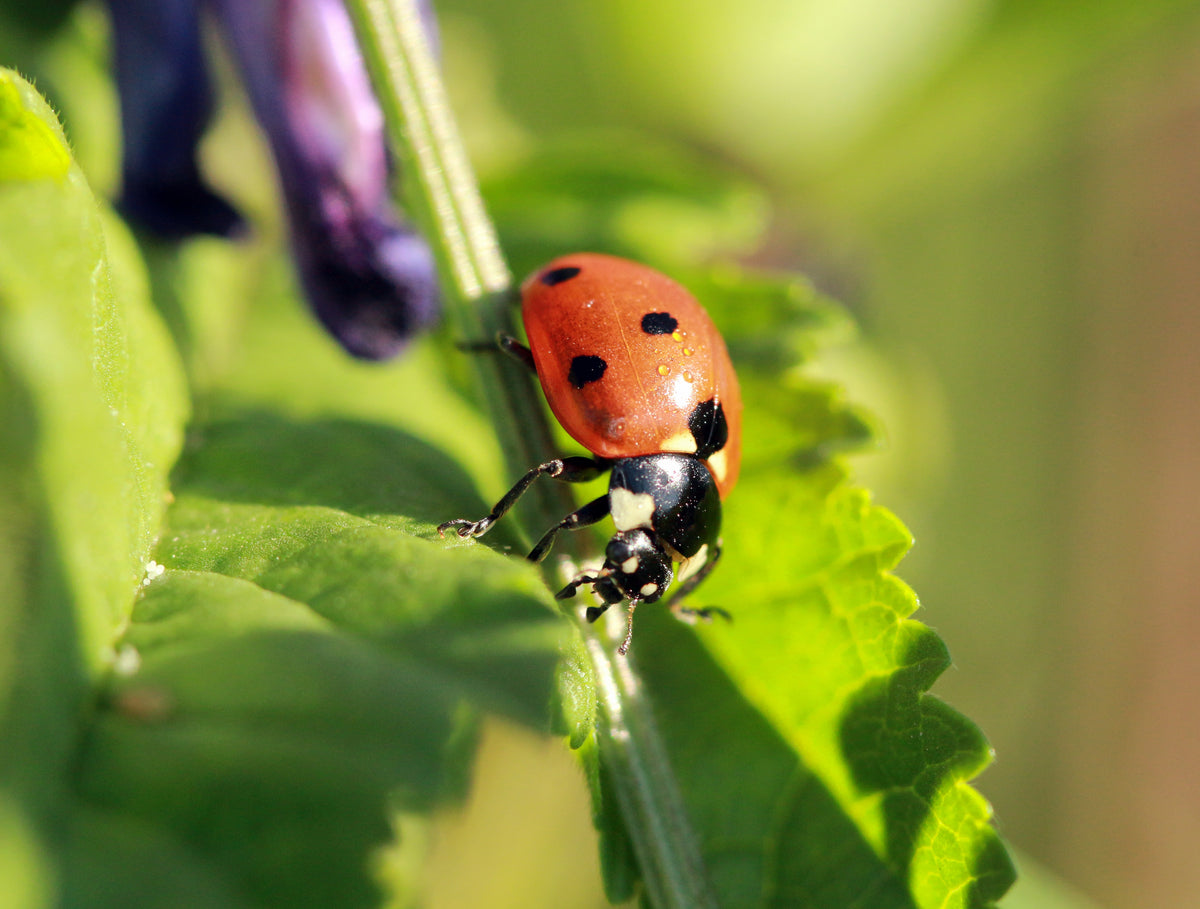 Bug on Bug Warfare!